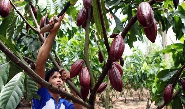 komoditas kakao di Indonesia