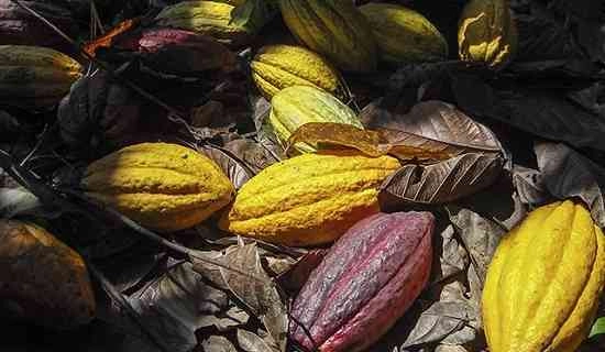 Faktor Penyebab Fluktuasi Harga Kakao